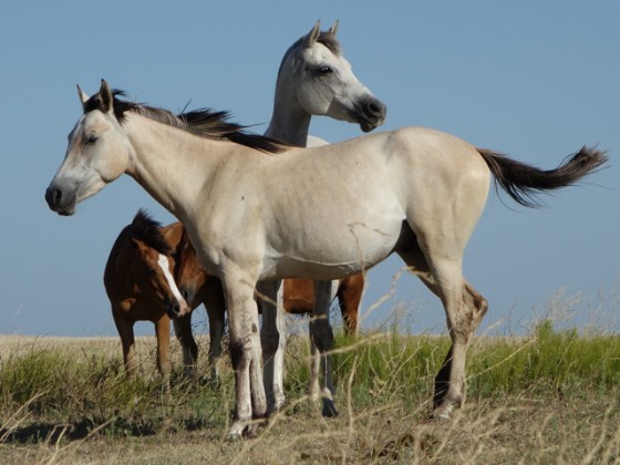 Arabian horses and Criollos