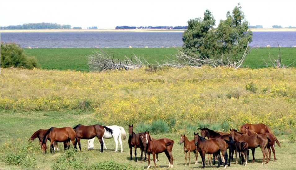 Polopferde in der Düne