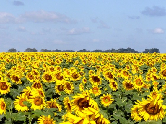 Sonnenblumen