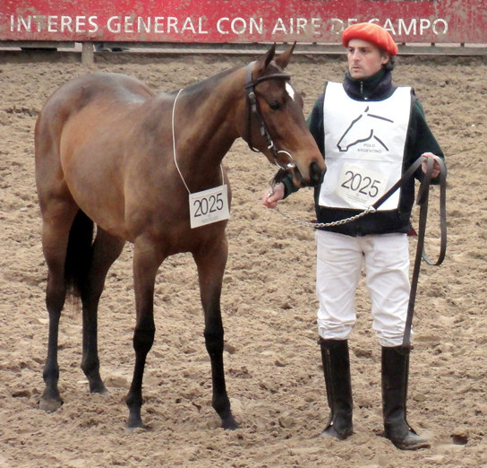 El Nilo Tormenta in der Arena