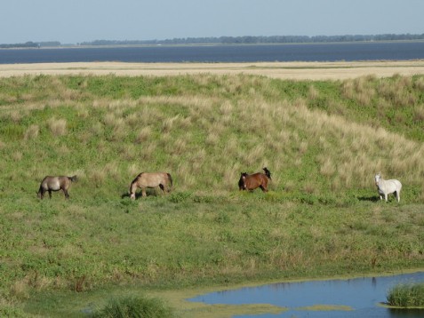 Criollos an der Lagune