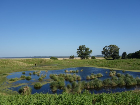 Dünen