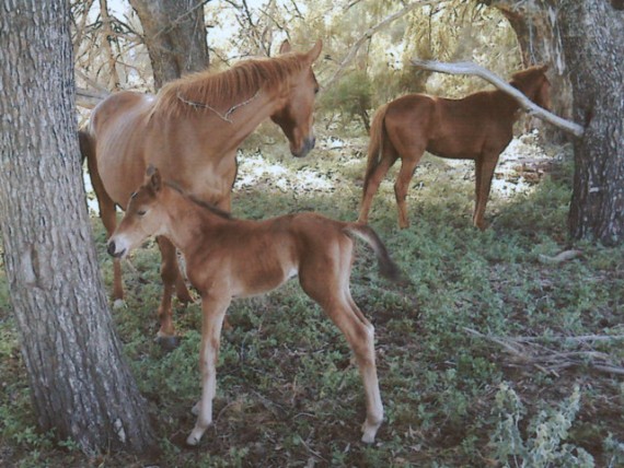 El Nilo Andresita foal