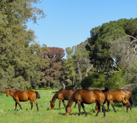 Polo mares