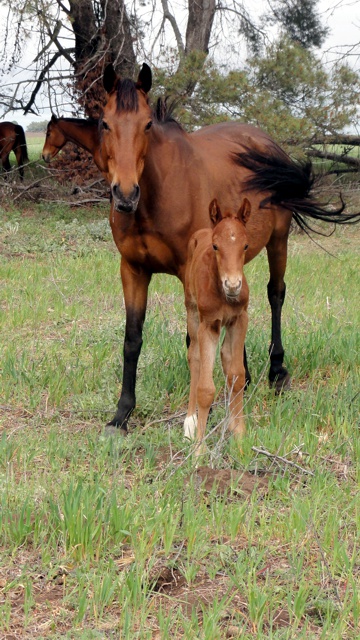 El Nilo Genio with his mother Pimienta