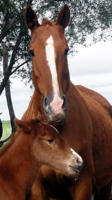 El Nilo Edel with her mother Granada