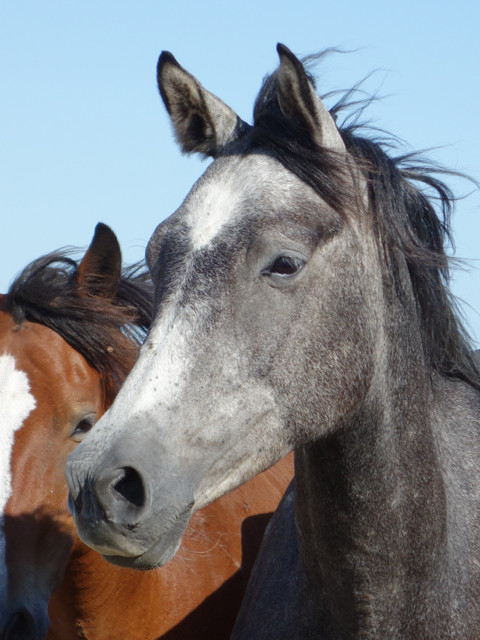 Criollo foal