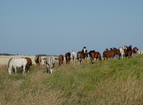 Criollos at the lagoon