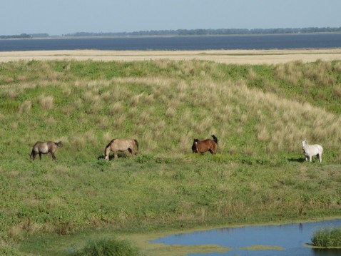 Criollo herd