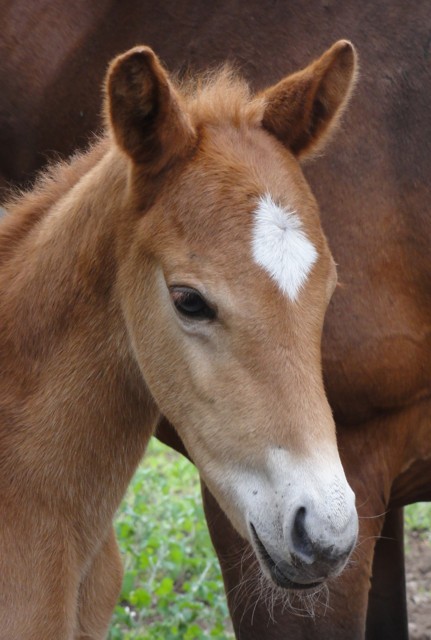 Polo foal 2012