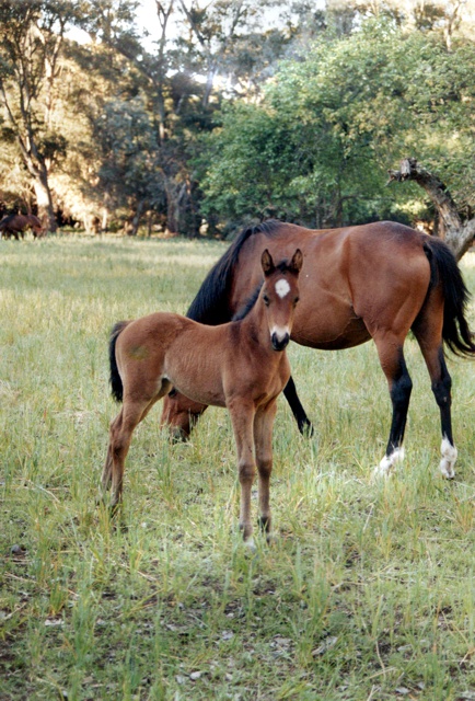 El Nilo Tormenta foal